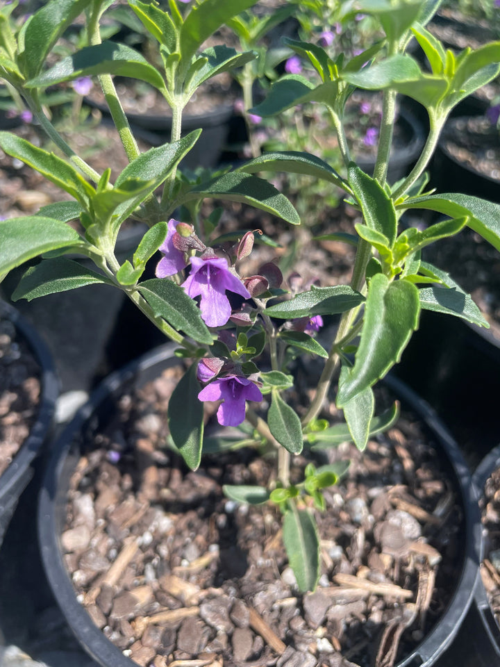 Prostanthera Ovalifolia Compacta
