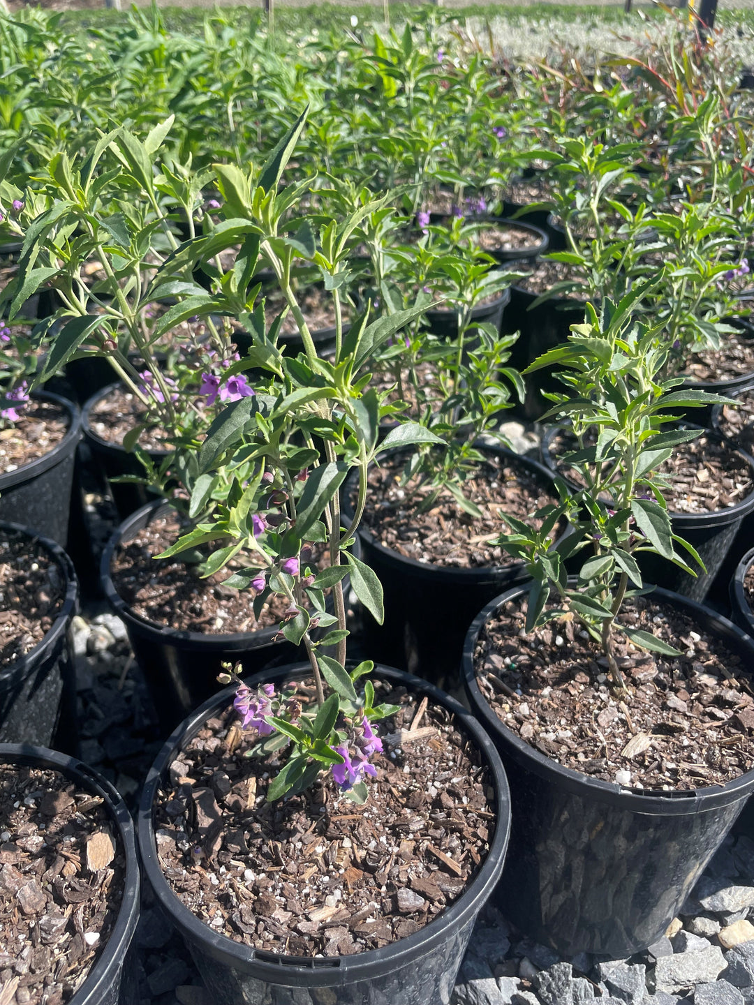 Prostanthera Ovalifolia Compacta