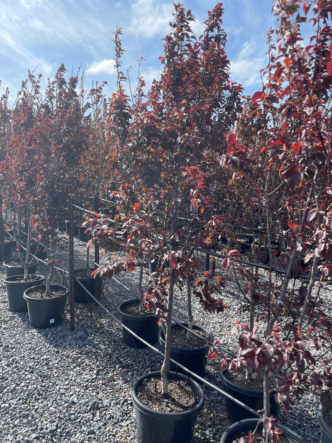 Prunus Cerasifera 'Nigra'