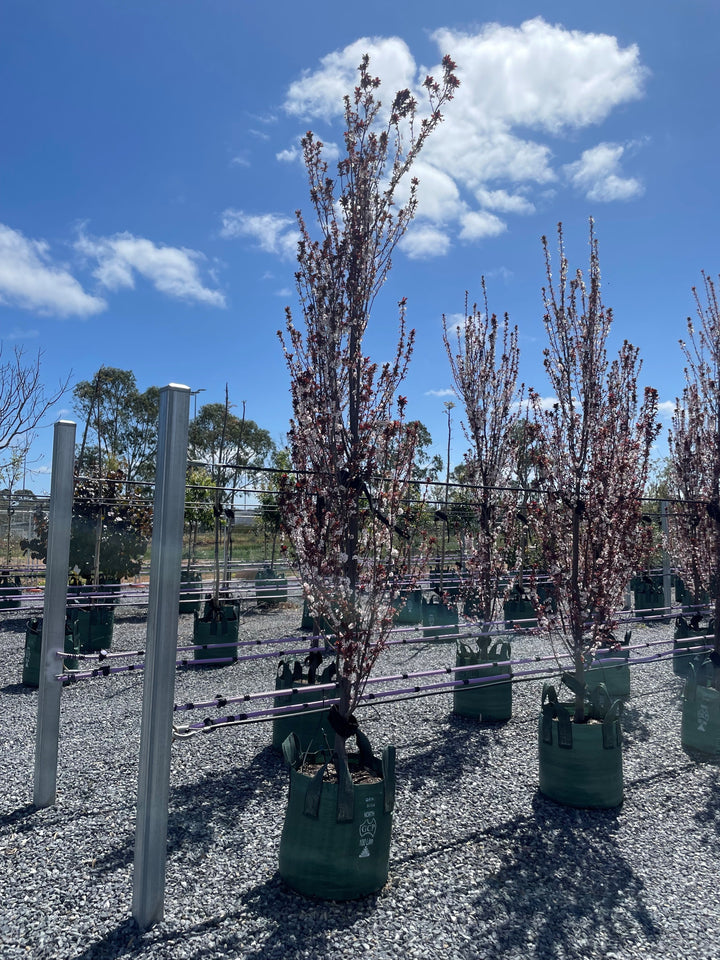 Prunus Cerasifera &