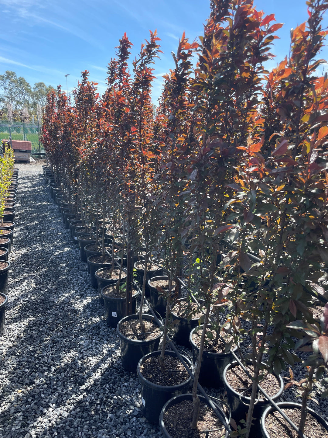 Prunus Cerasifera &