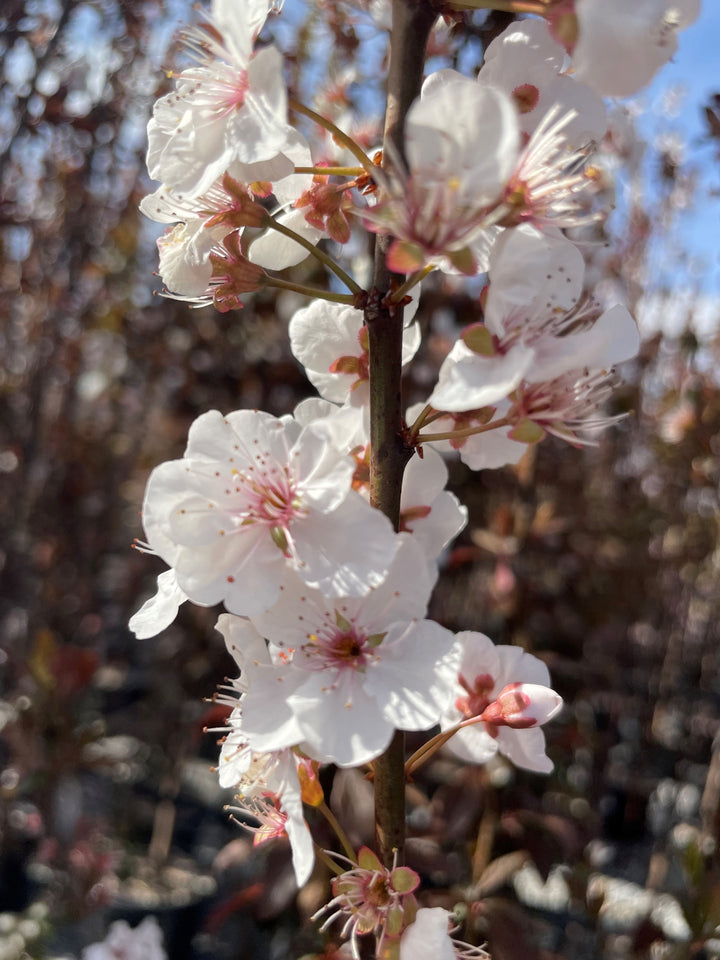 Prunus Cerasifera &