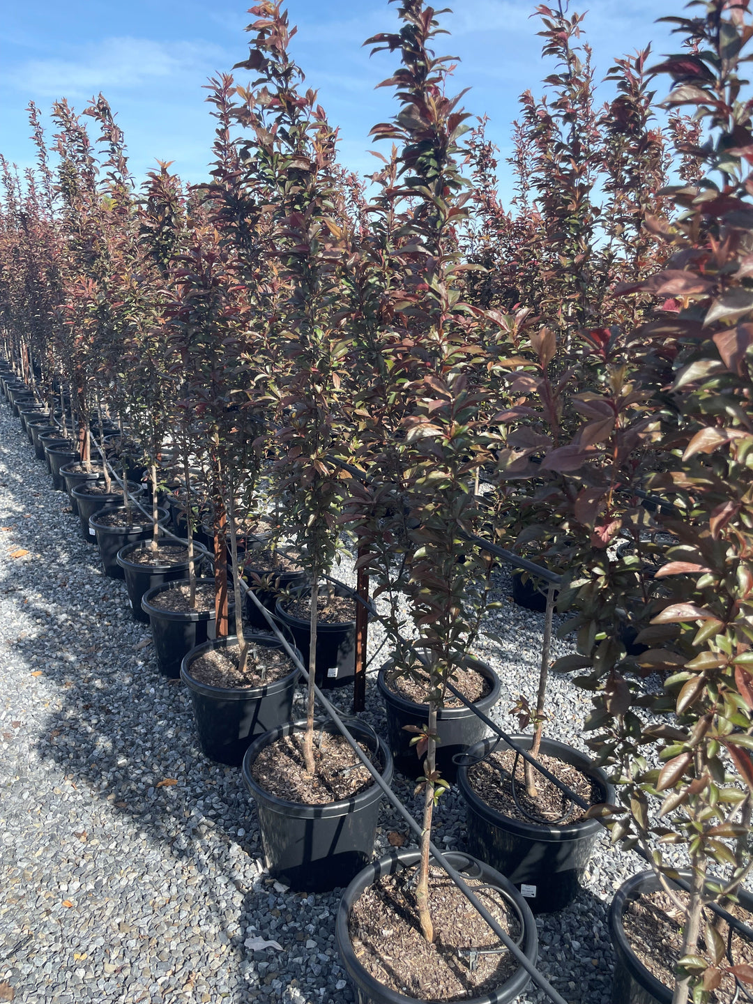 Prunus Cerasifera &