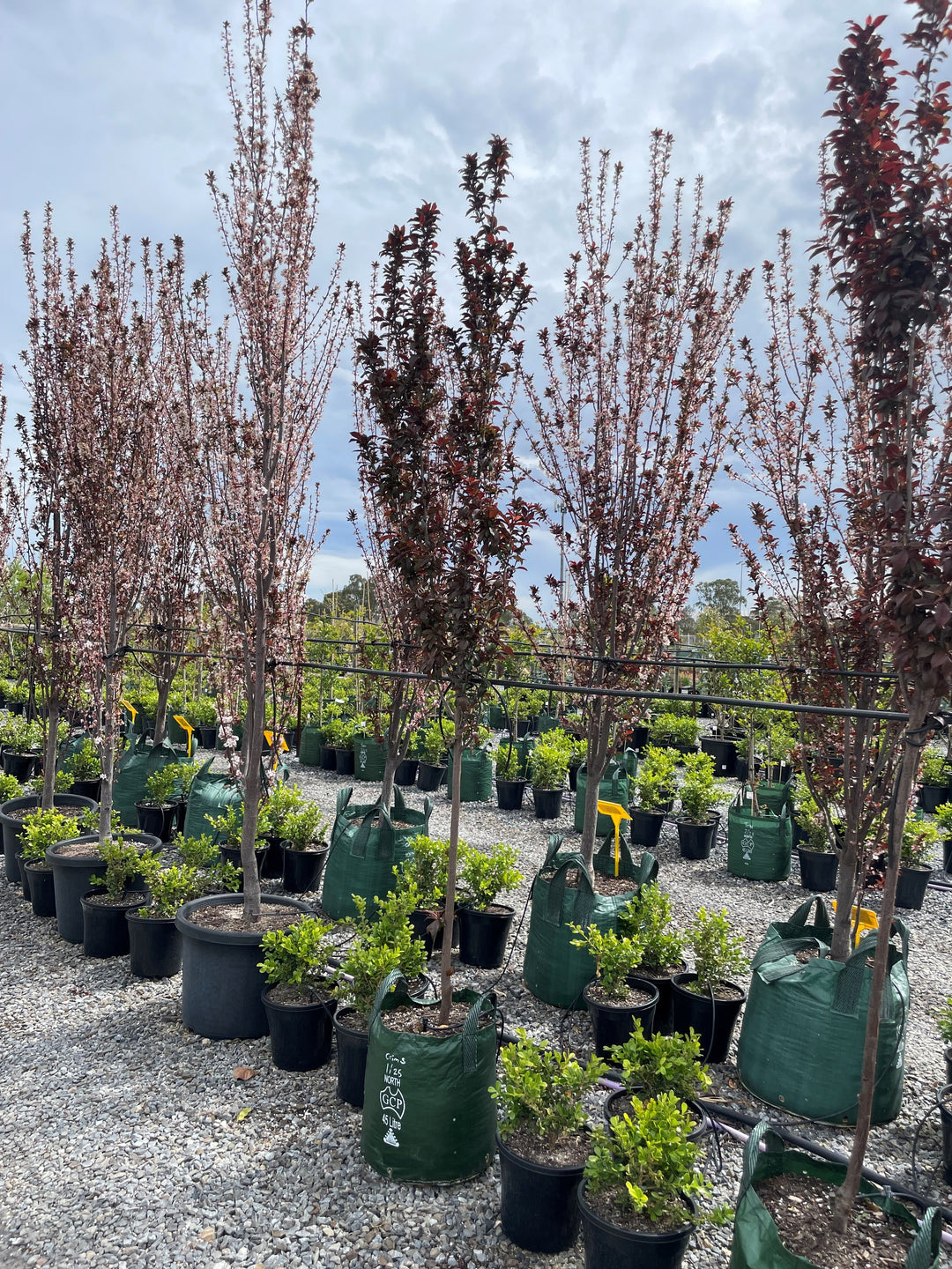 Prunus Cerasifera &