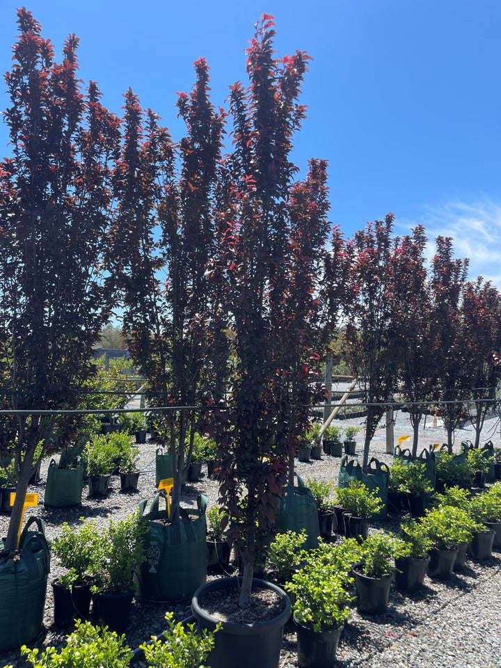 Prunus Cerasifera &