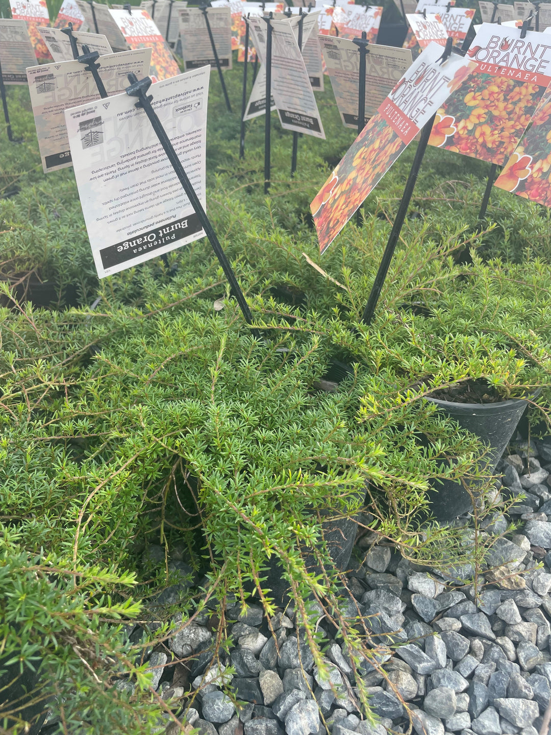 Pultenaea pedunculata &