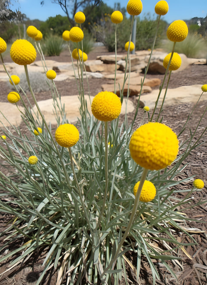Pycnosorus Globosus 140mm Pot for sale Adelaide Plant Co