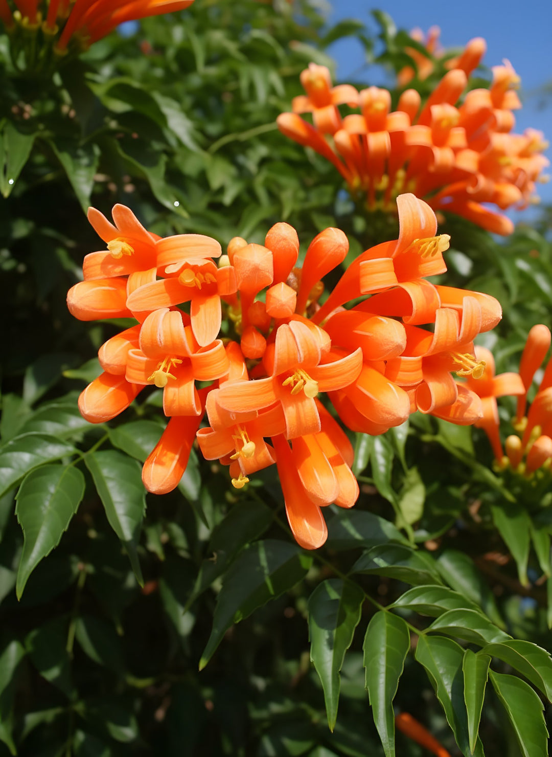 Pyrostegia Venusta 200mm Pot for sale Adelaide Plant Co