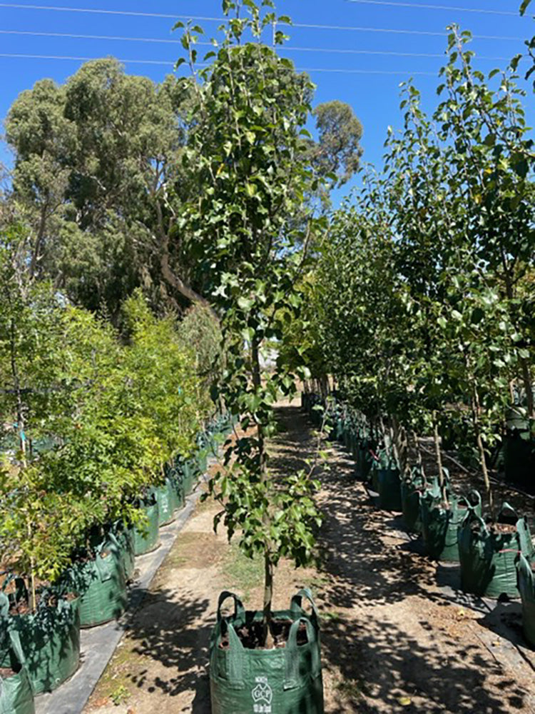 Pyrus calleryana &