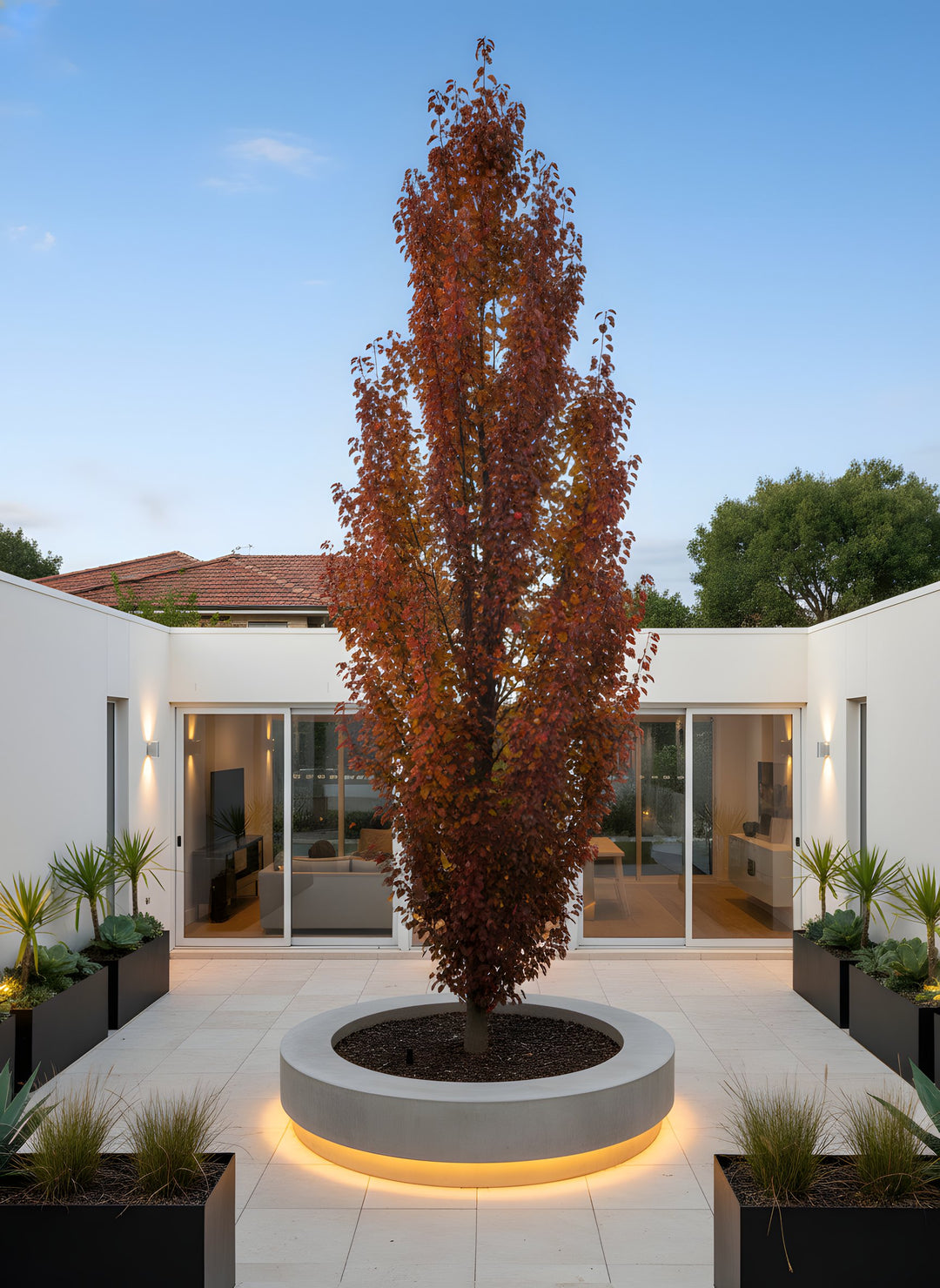 Pyrus Calleryana 'Capital' 200mm Pot for sale Adelaide Plant Co