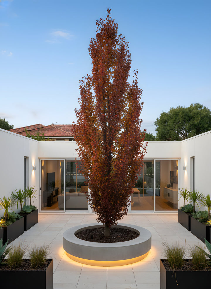 Pyrus Calleryana &