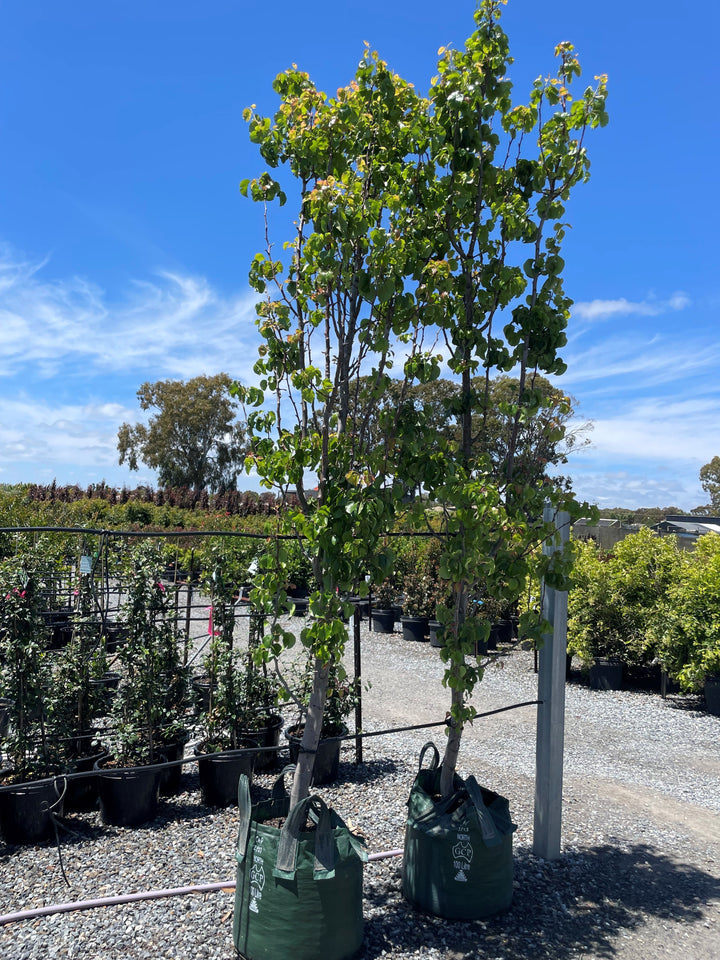 Pyrus Calleryana 'Capital'