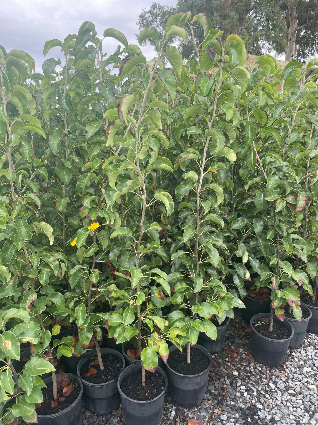 Pyrus Calleryana &