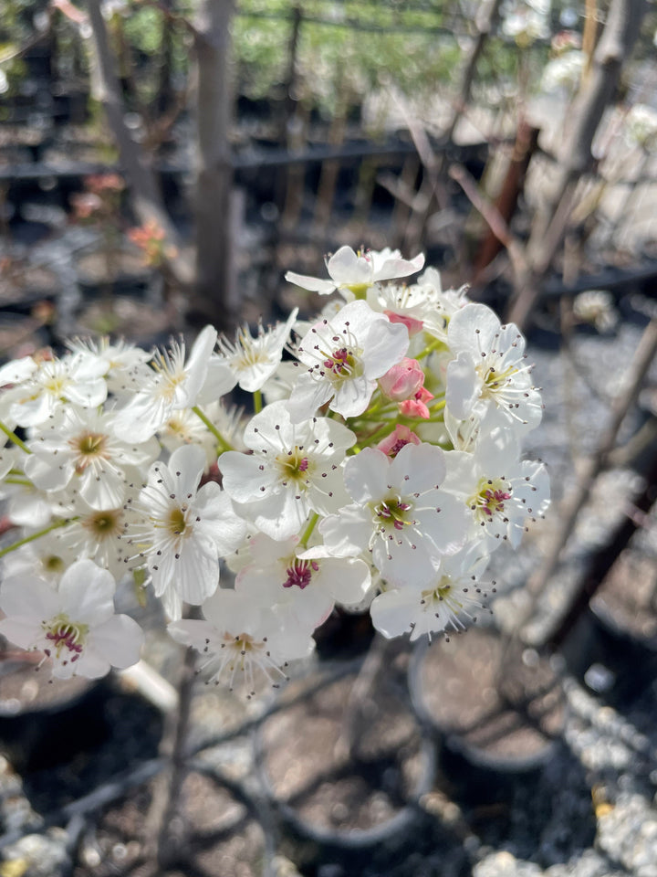 Pyrus Calleryana 'Capital'