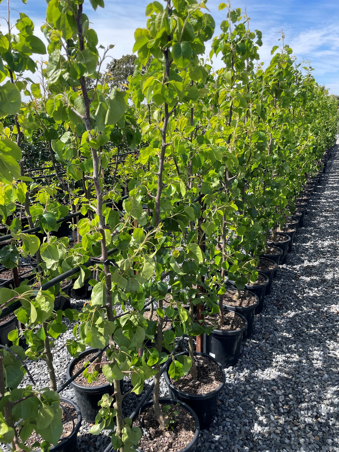 Pyrus Calleryana 'Capital'