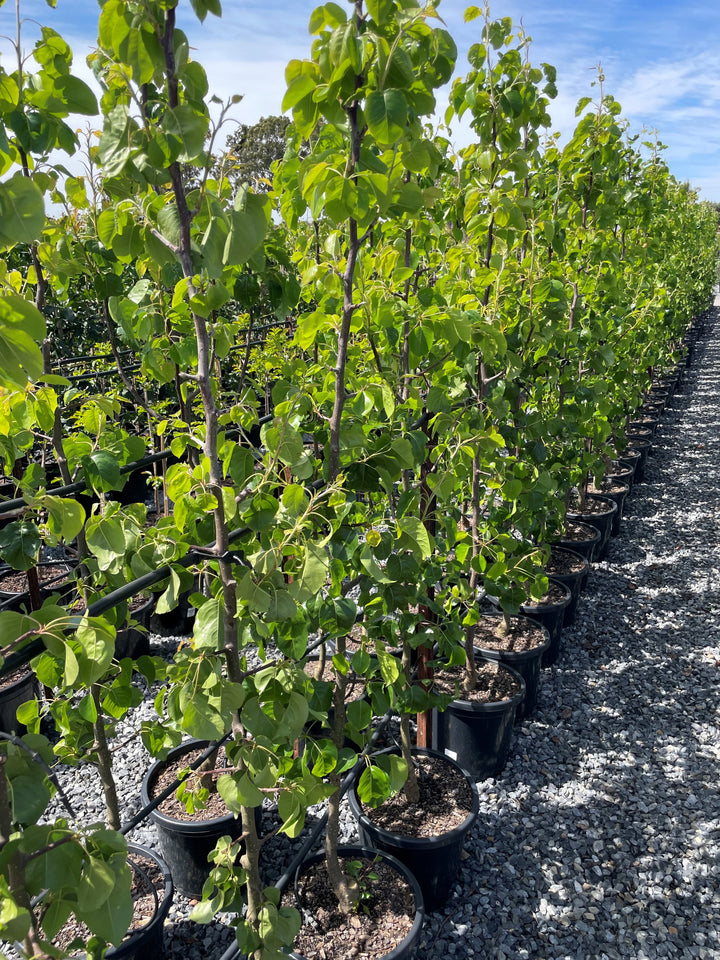 Pyrus Calleryana 'Capital'