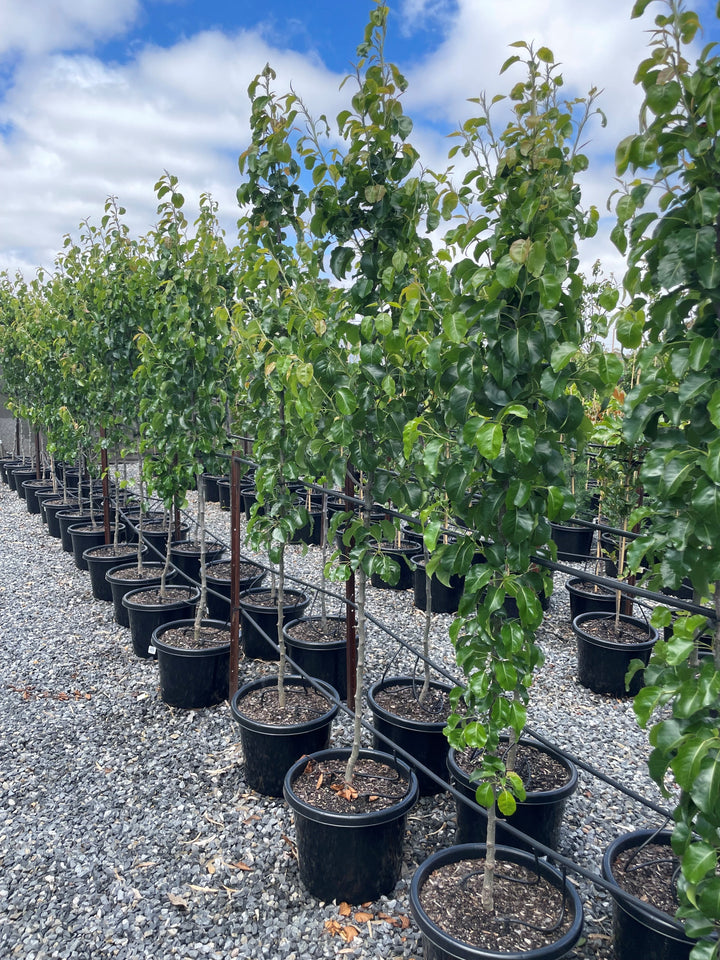 Pyrus Calleryana 'Capital'