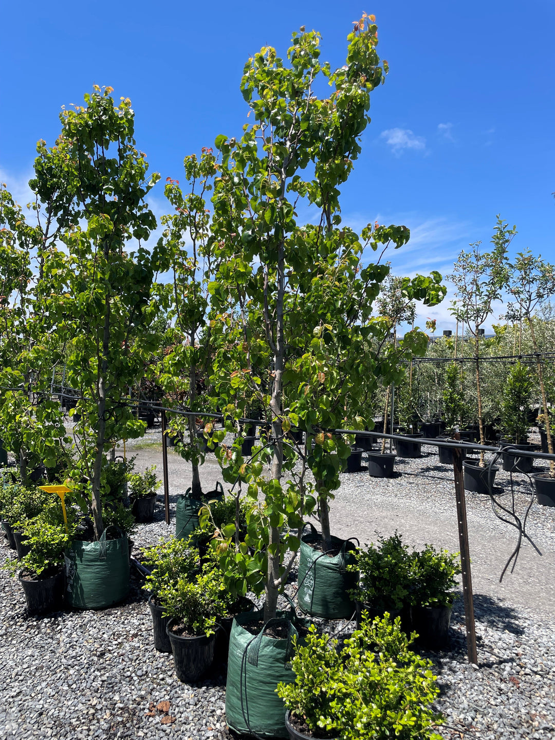 Pyrus Calleryana 'Capital'