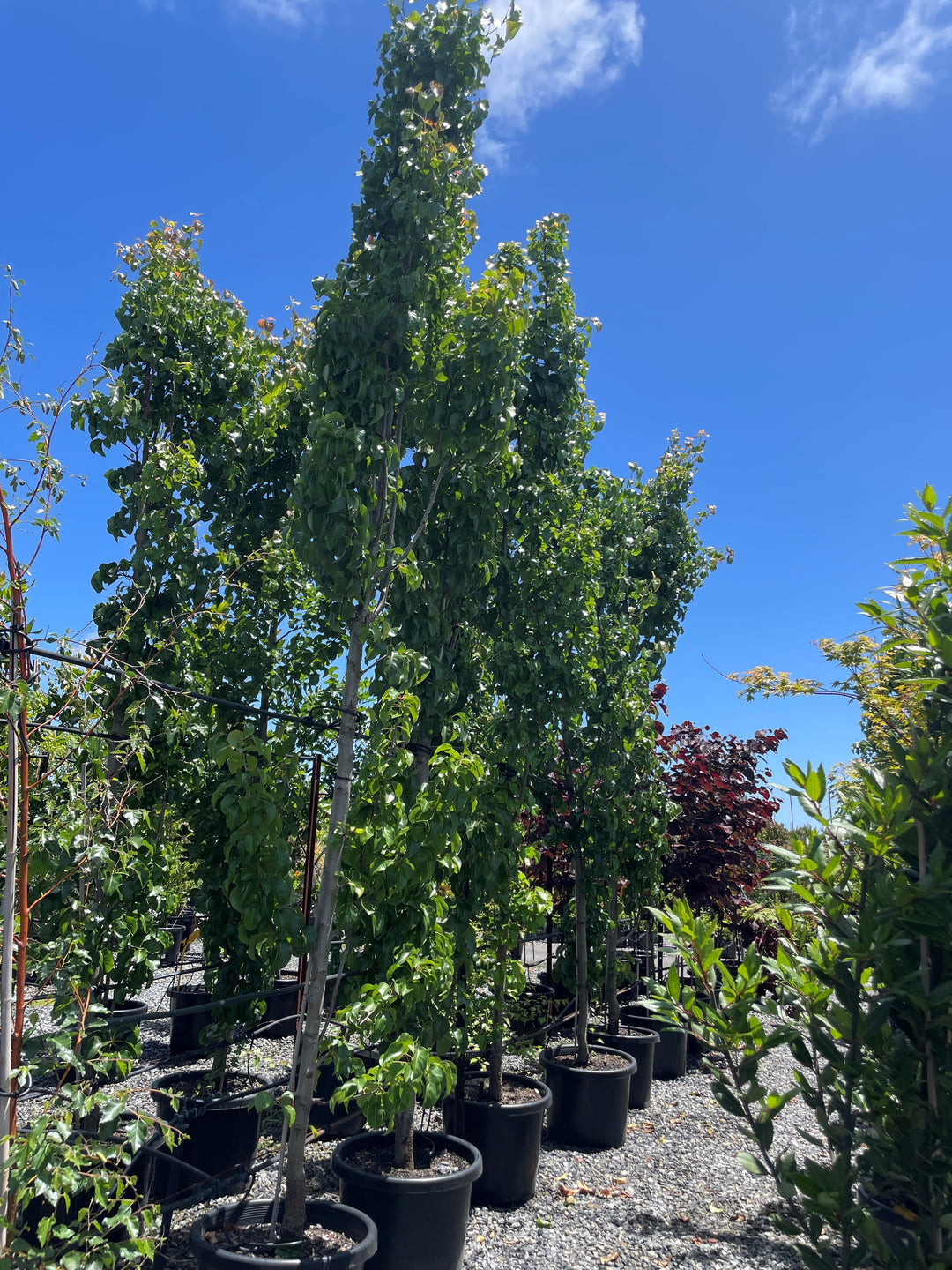 Pyrus Calleryana 'Capital'