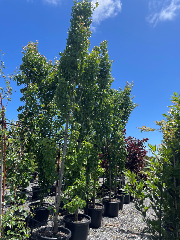 Pyrus Calleryana 'Capital'