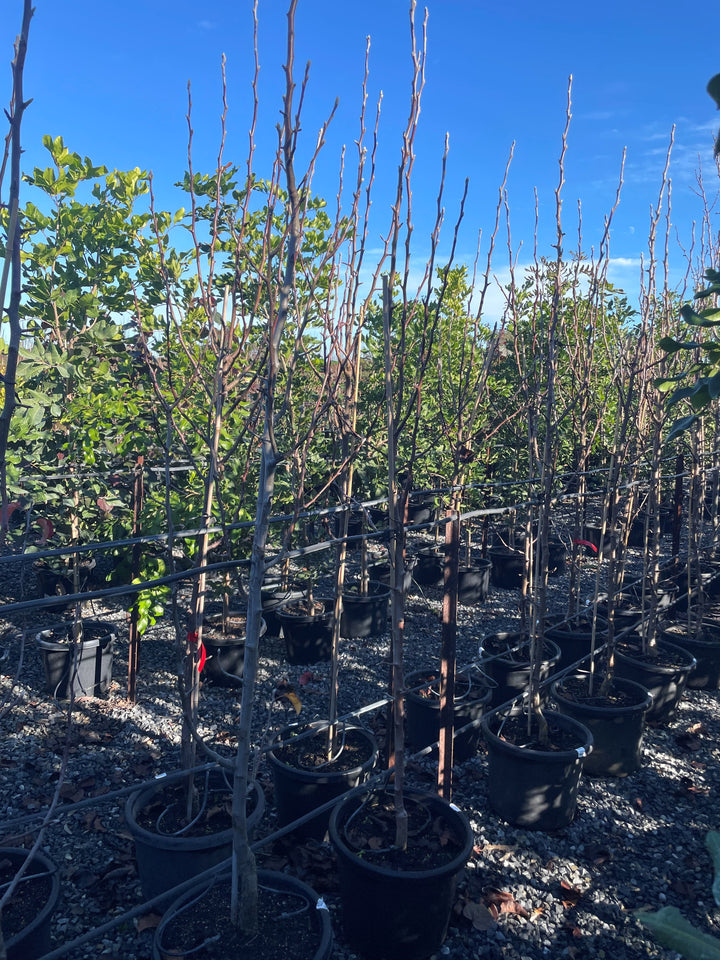 Pyrus Calleryana &