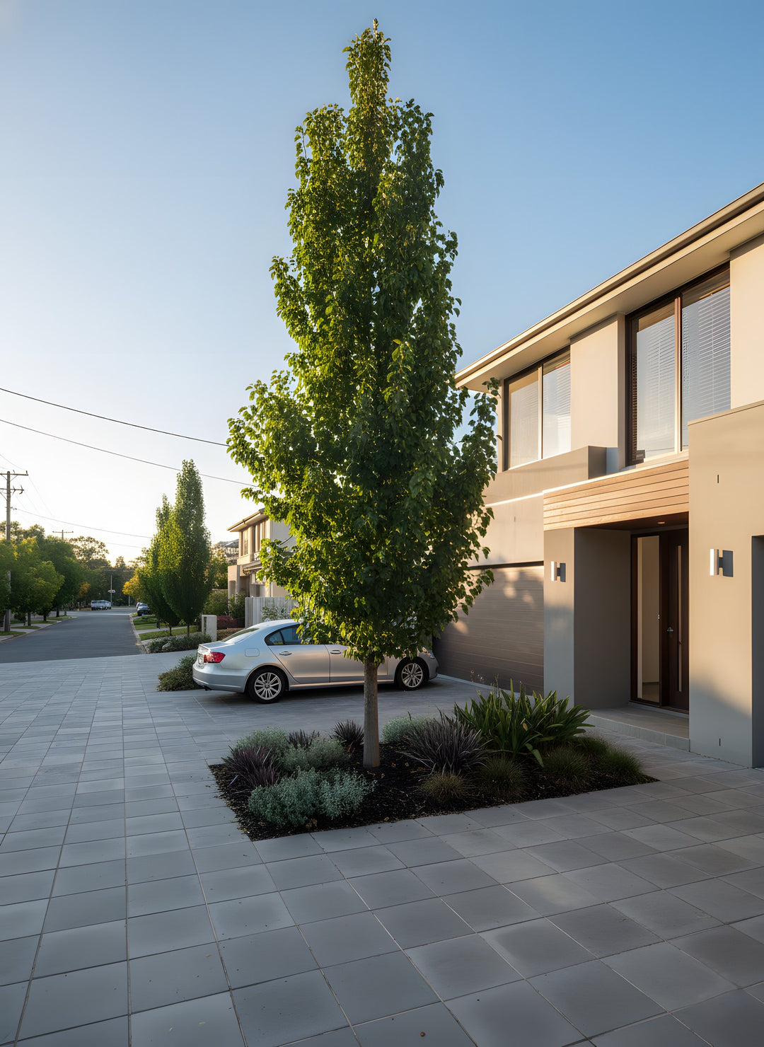 Pyrus Calleryana &