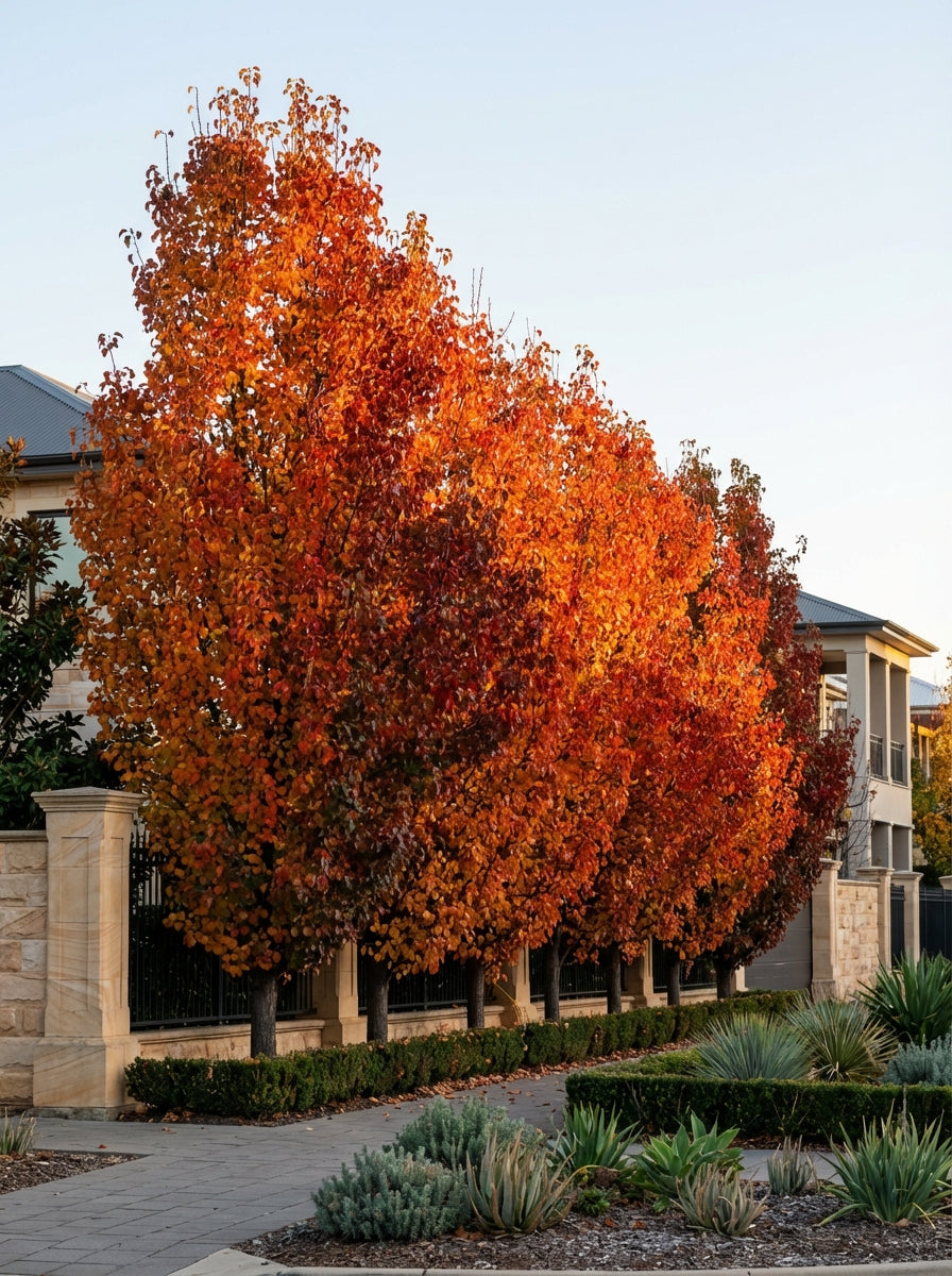 Pyrus Calleryana &