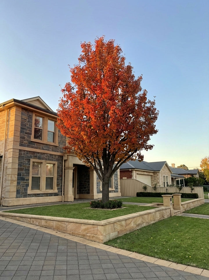 Pyrus Calleryana &