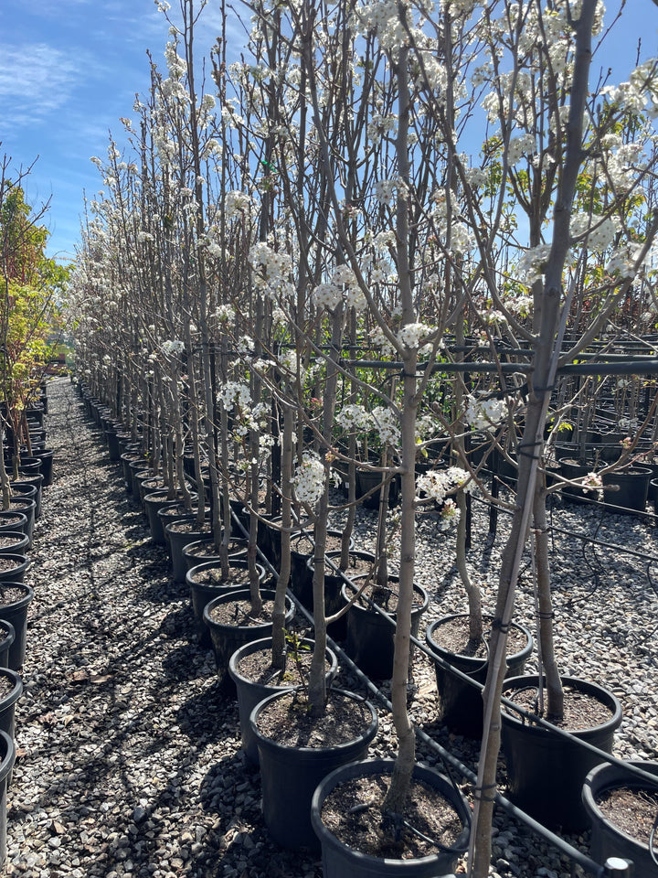 Pyrus Calleryana 'Cleveland Select'