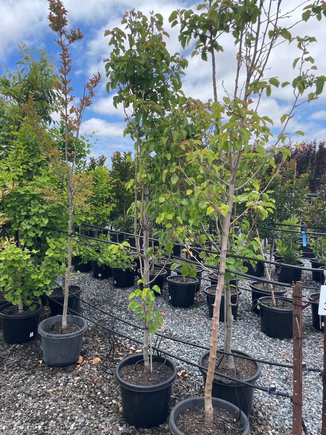 Pyrus Calleryana 'Cleveland Select'