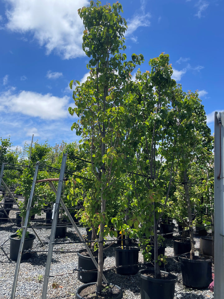 Pyrus Calleryana 'Cleveland Select'