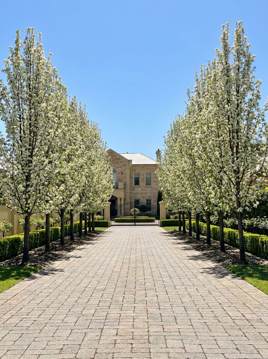 Pyrus Calleryana 'Cleveland Select' 300mm Pot for sale Adelaide Plant Co