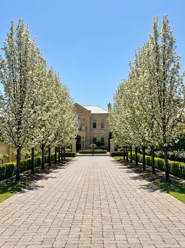 Pyrus Calleryana &