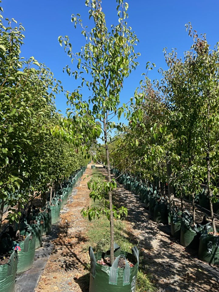 Pyrus calleryana &