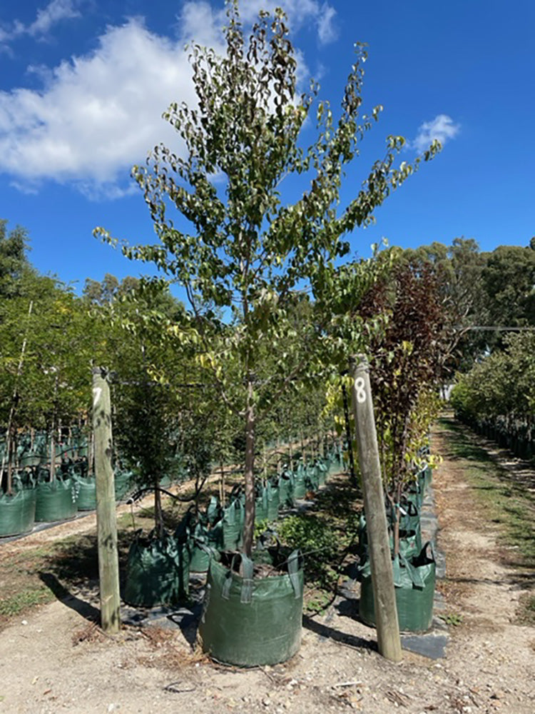 Pyrus calleryana &