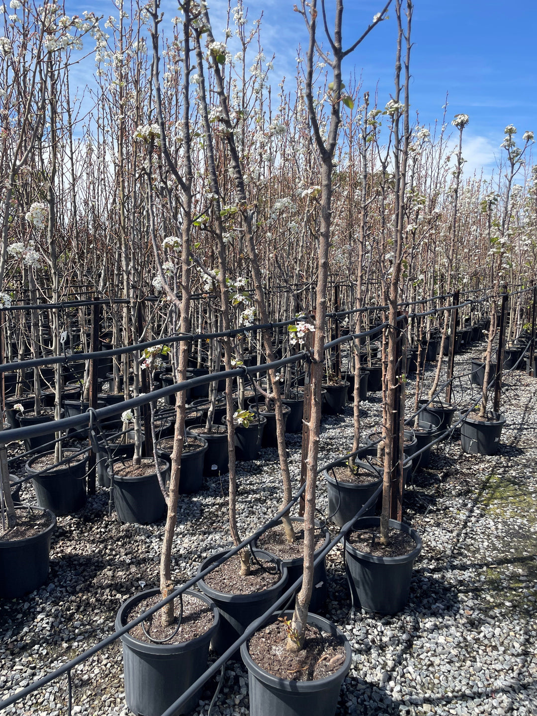 Pyrus Calleryana x Pyrifolia 'Javelin'