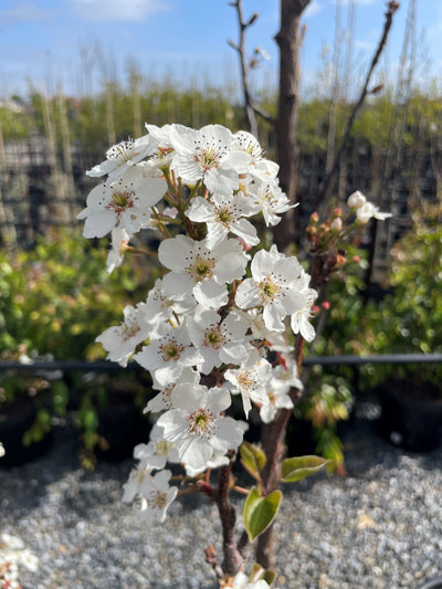 Pyrus Calleryana x Pyrifolia 'Javelin' 300mm Pot for sale Adelaide Plant Co