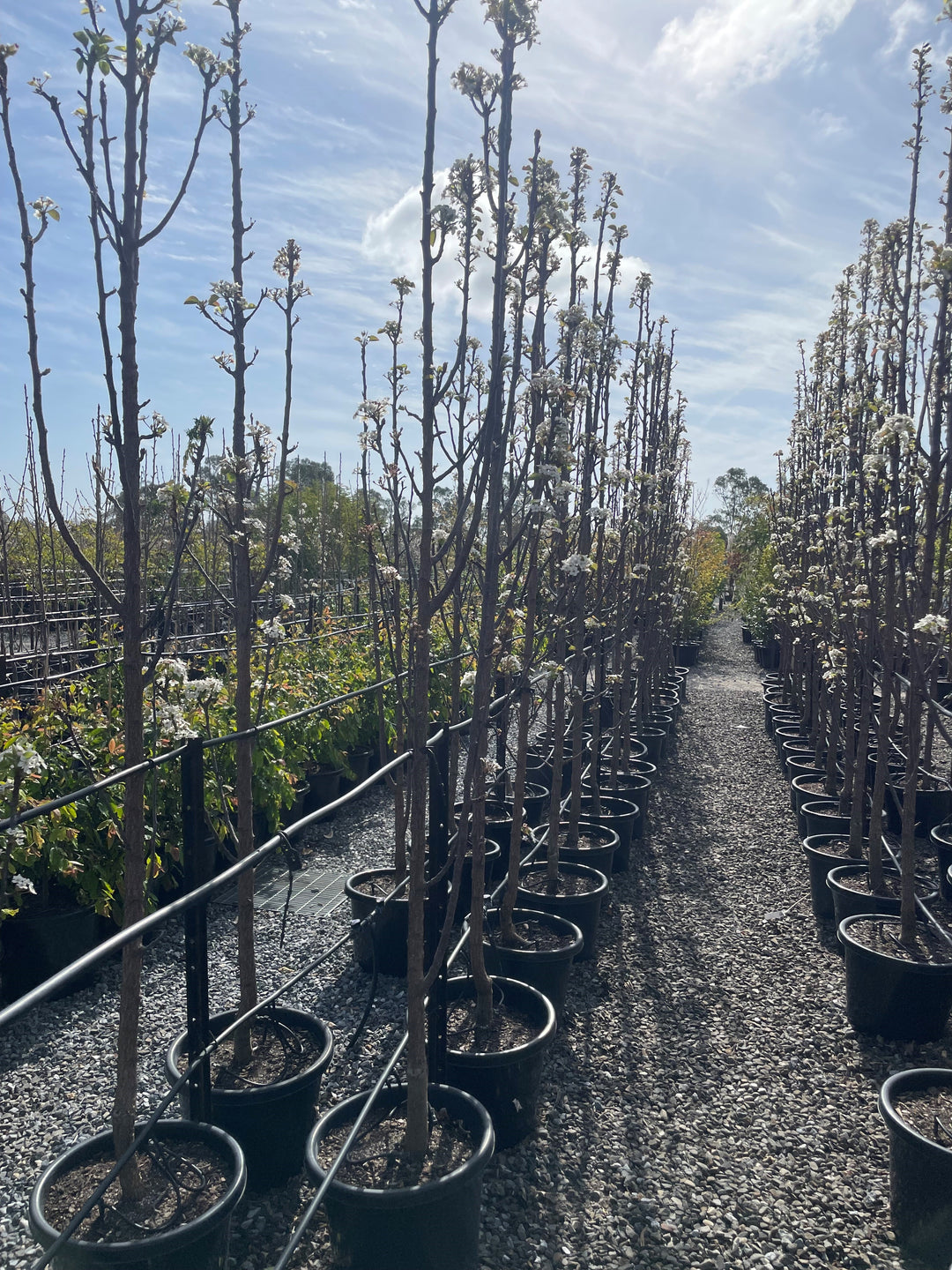 Pyrus Calleryana x Pyrifolia 'Javelin'