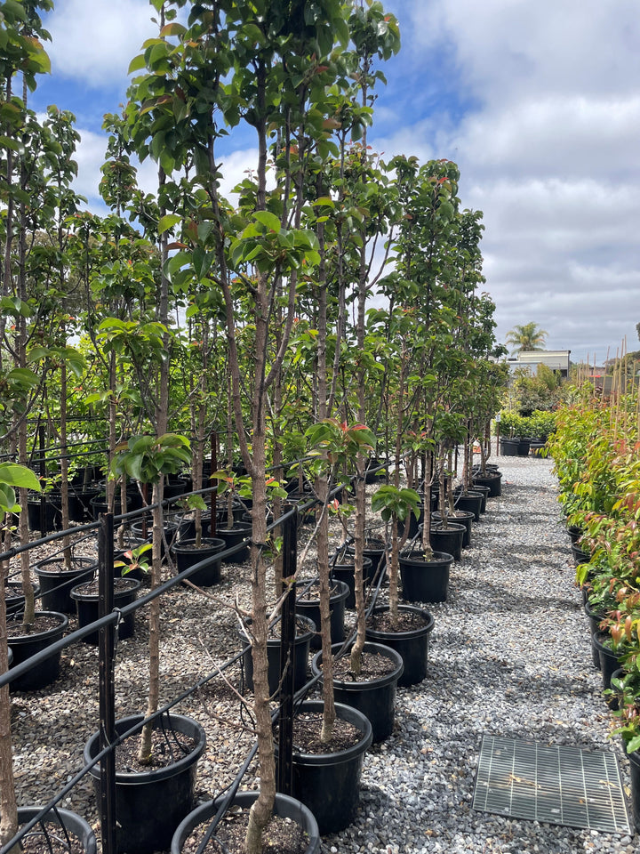 Pyrus Calleryana x Pyrifolia 'Javelin'