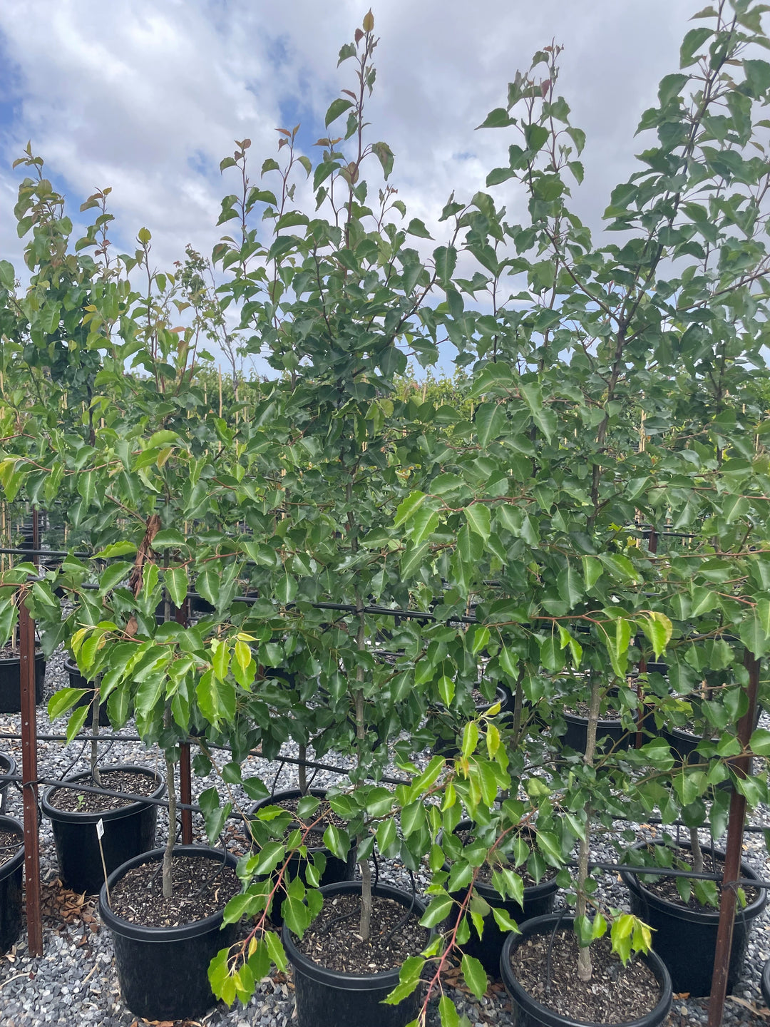 Pyrus Ussuriensis 500mm Pot for sale Adelaide Plant Co
