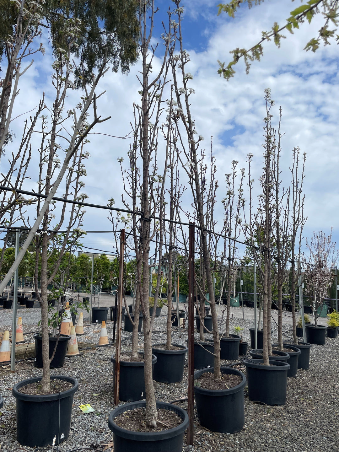 Pyrus Calleryana x Pyrifolia 'Javelin'