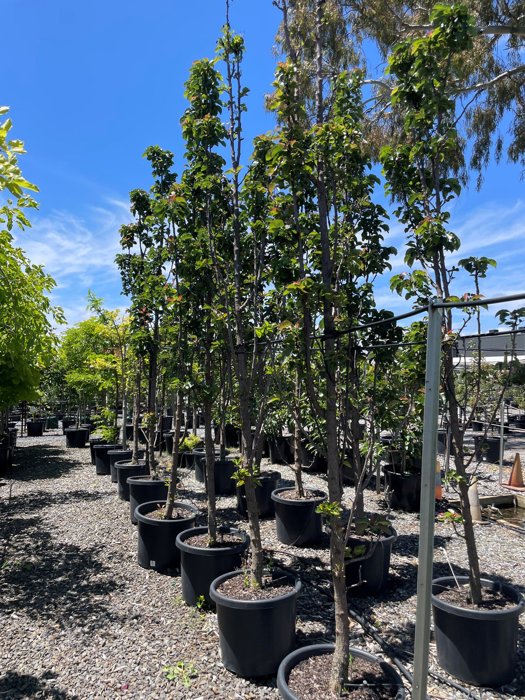 Pyrus Calleryana x Pyrifolia 'Javelin'