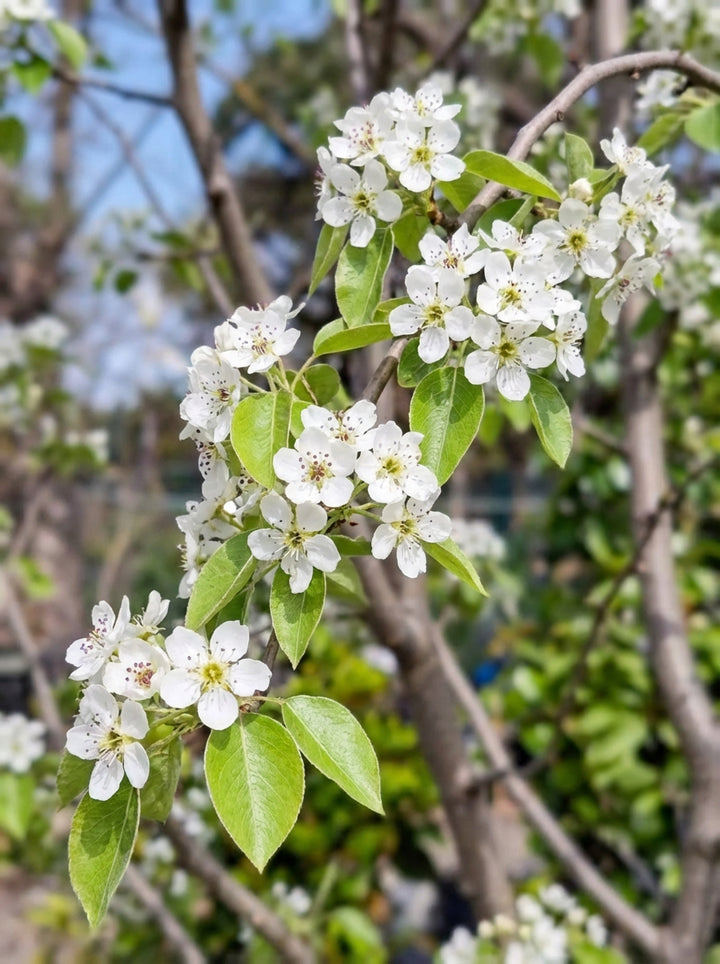 Pyrus Nivalis 30L Pot for sale Adelaide Plant Co