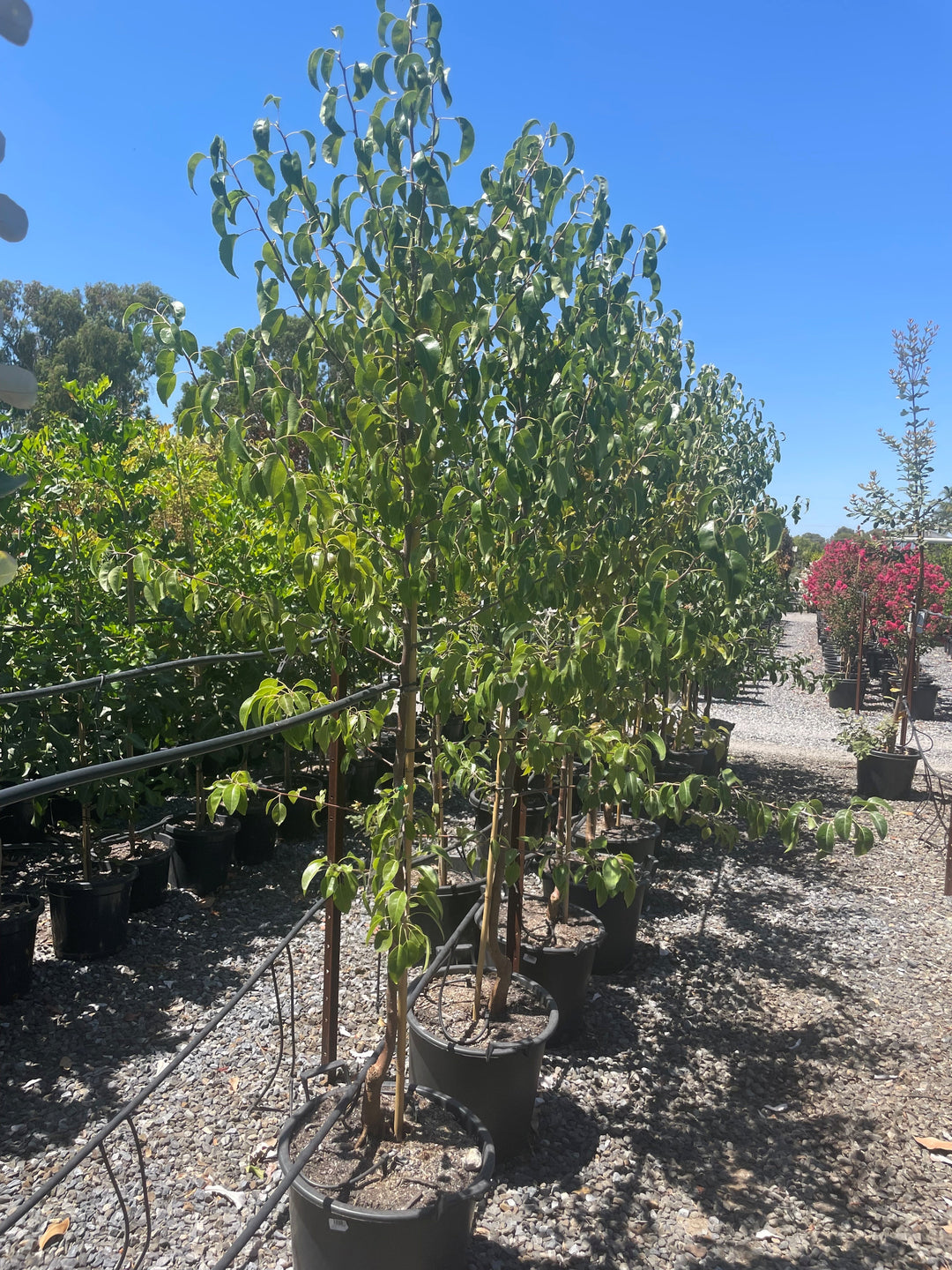 Pyrus Nivalis for sale Adelaide Plant Co