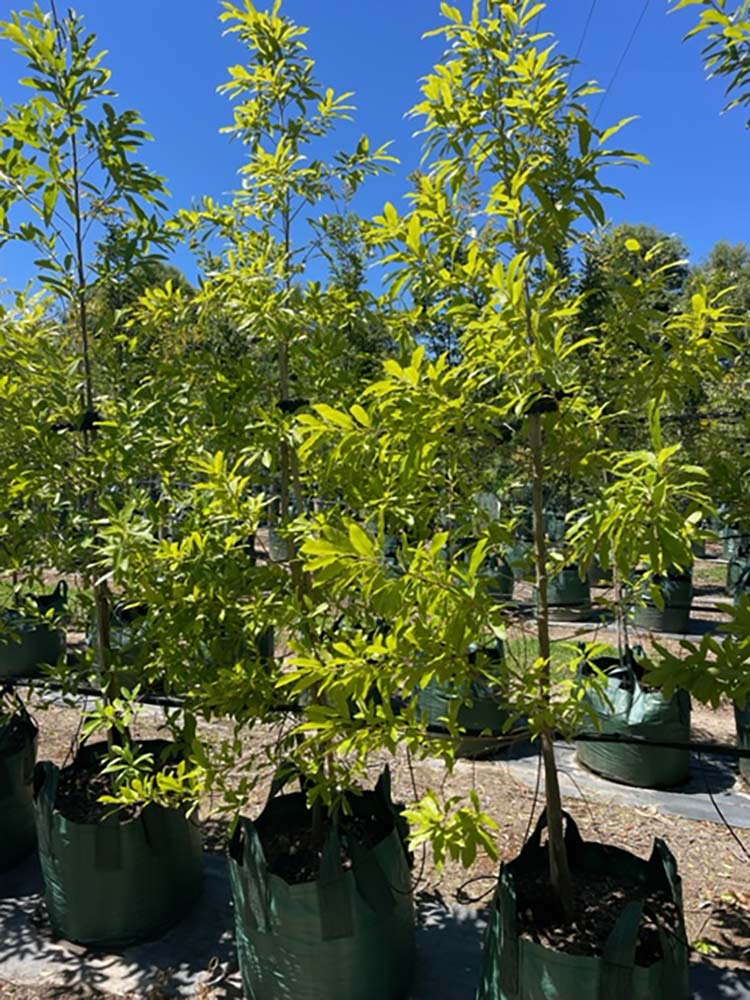 Quercus acutissima 100L Grow Bag for sale Adelaide Plant Co