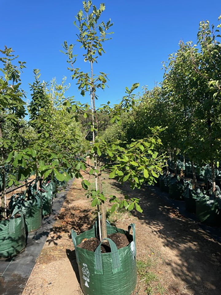 Quercus canariensis 100L Grow Bag for sale Adelaide Plant Co