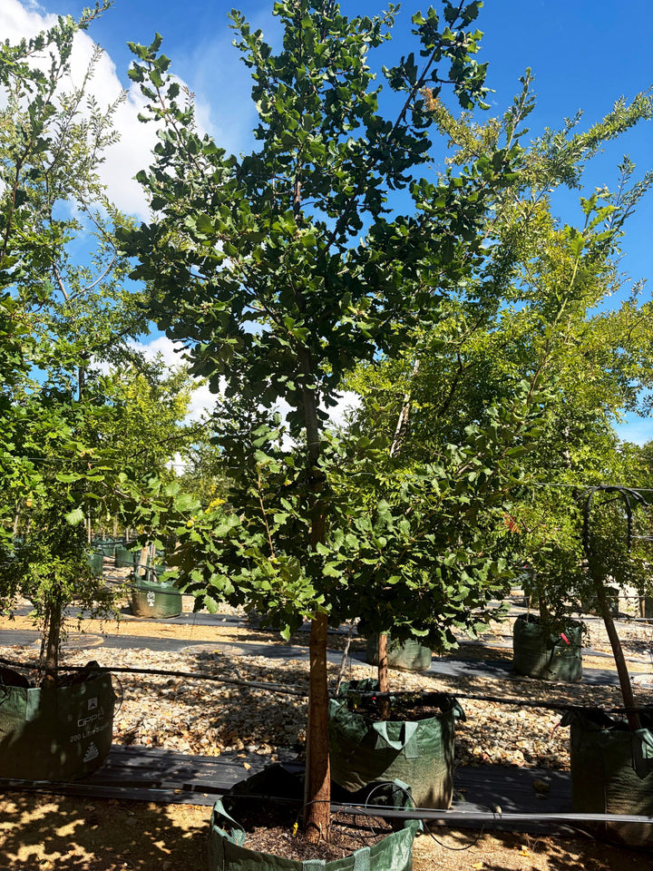 Quercus canariensis 200L Grow Bag for sale Adelaide Plant Co