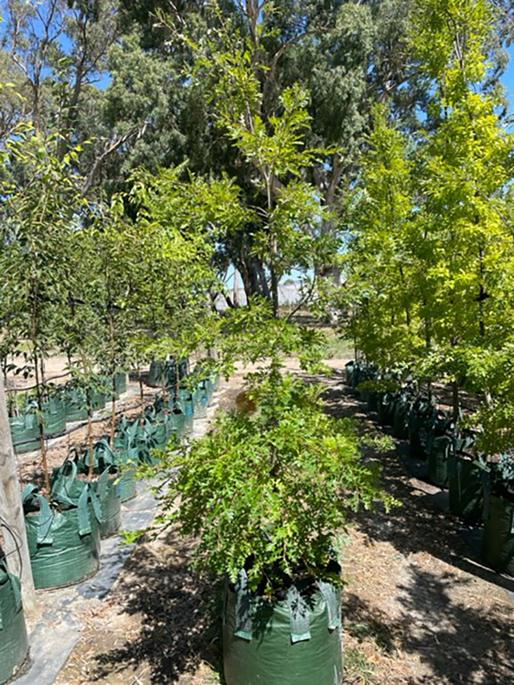 Quercus cerris 100L Grow Bag for sale Adelaide Plant Co