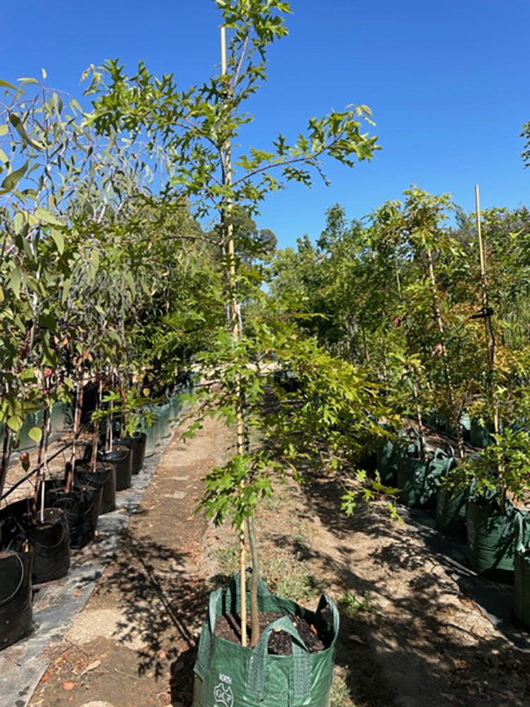 Quercus coccinea 100L Grow Bag for sale Adelaide Plant Co