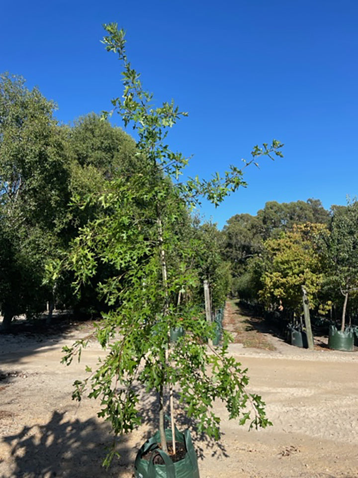 Quercus palustris 100L Grow Bag for sale Adelaide Plant Co